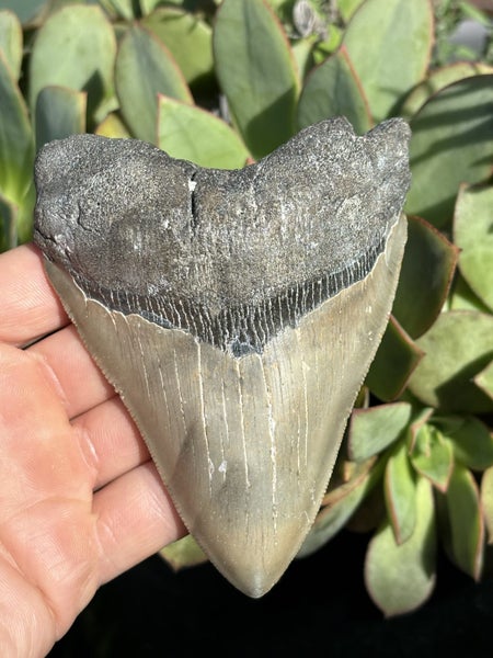 4.58” Megalodon Shark Tooth Carousel 2