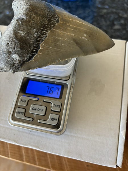 4.58” Megalodon Shark Tooth Carousel 7