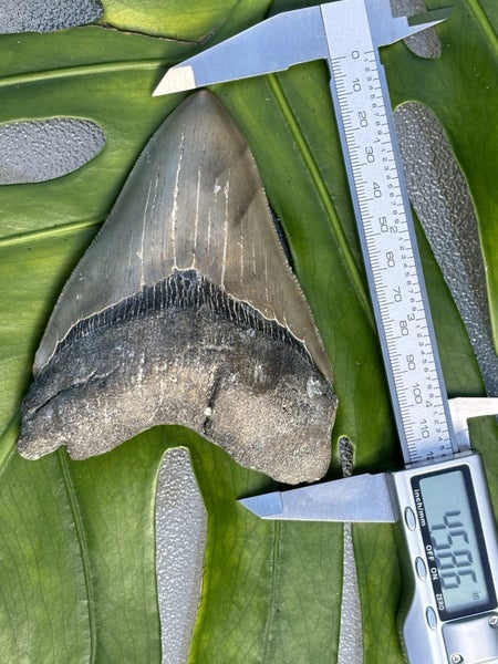 4.58” Megalodon Shark Tooth Carousel 1