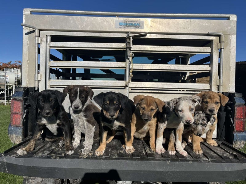 Puppies Carousel 1