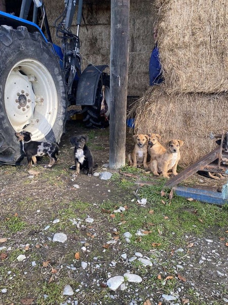 Puppies Carousel 11