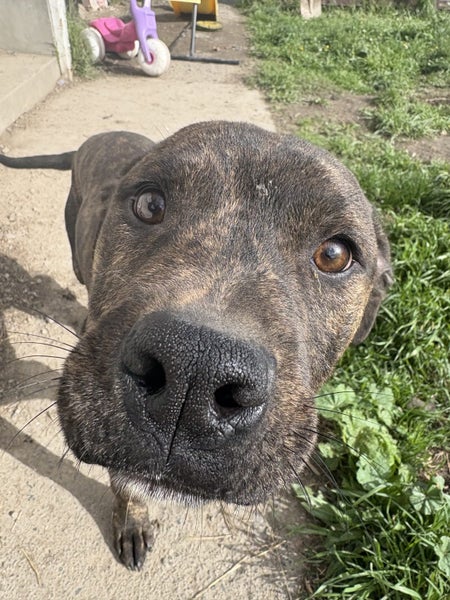 Hudson (Ellie's Canine Rescue & Rehome) Carousel 1