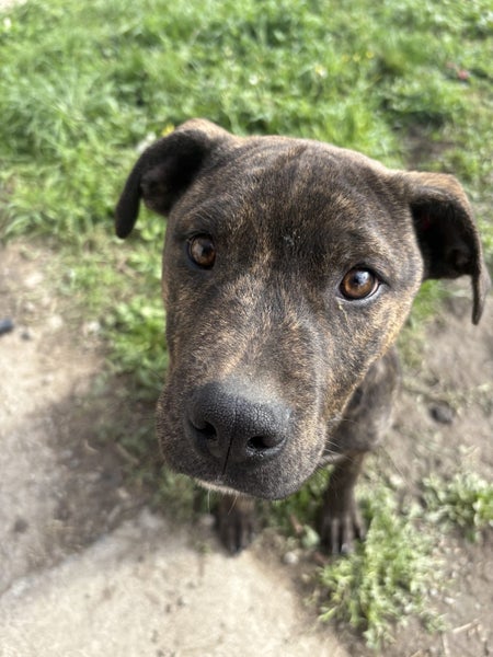 Hudson (Ellie's Canine Rescue & Rehome) Carousel 2