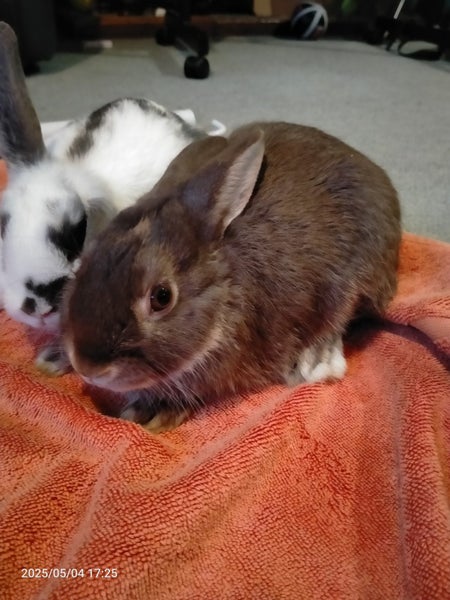 Pet bunnies Carousel 1