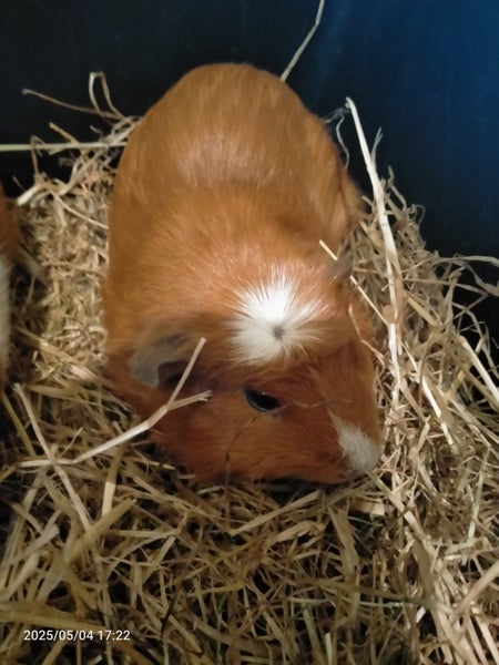 Guinea pigs Carousel 2