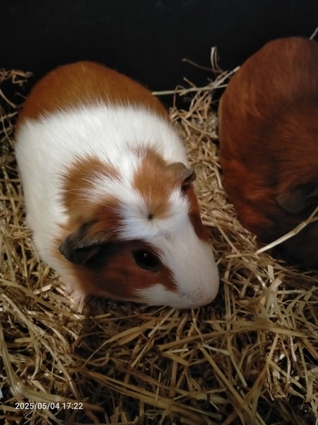Guinea pigs Carousel 3