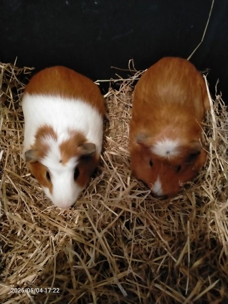 Guinea pigs Carousel 1