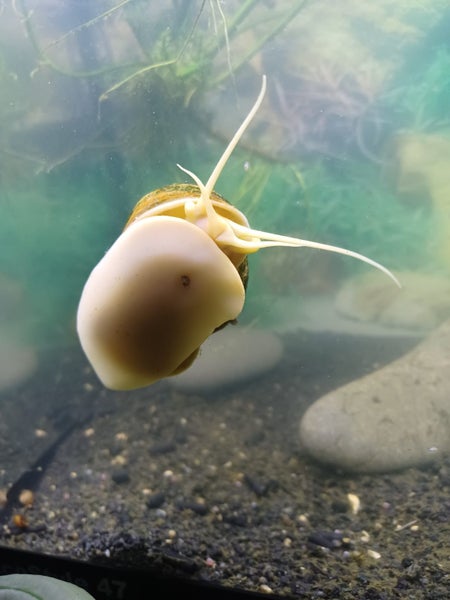 Golden Apple Snails Carousel 1