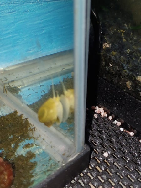 Golden Apple Snails Carousel 2