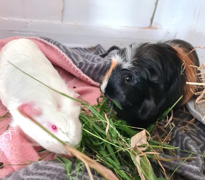 Pending collection ...FREE travel cage and 2 cute female guinea pigs Carousel 1