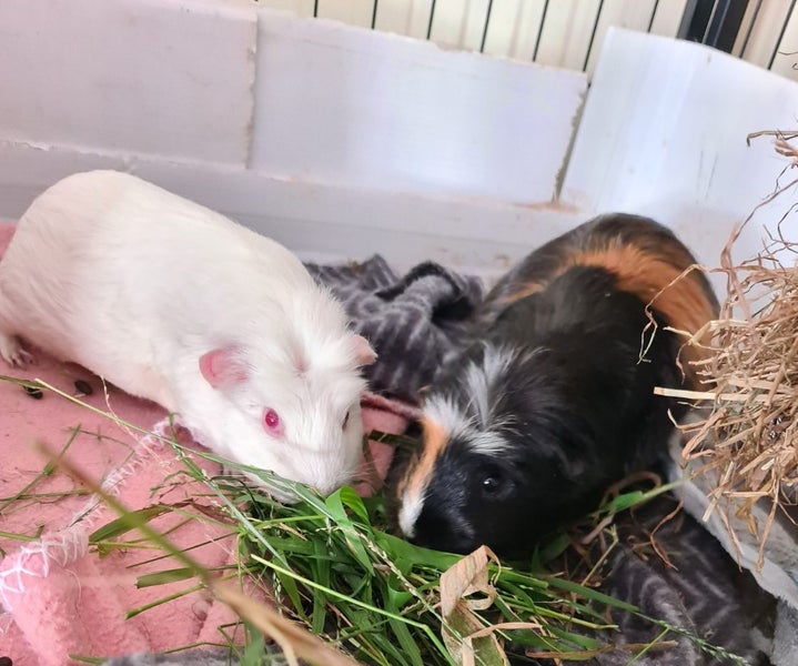 Pending collection ...FREE travel cage and 2 cute female guinea pigs Carousel 2