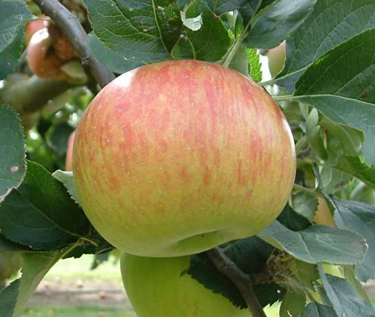 Apple Bramley629376351169311129