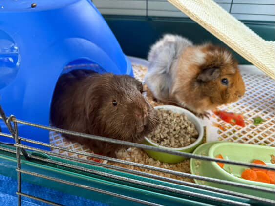 Guenia Pigs Free Carousel 1