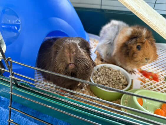 Guenia Pigs Free Carousel 2