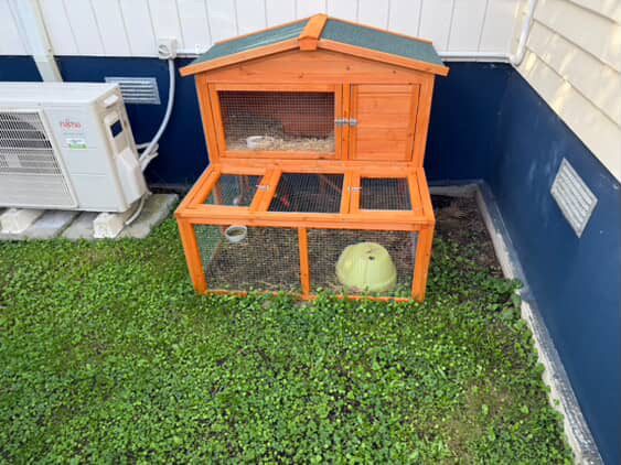 Guenia Pigs Free Carousel 4