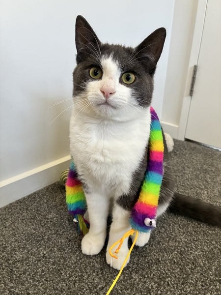 Quo 6 mths old - Cat Care Ravenswood Carousel 1