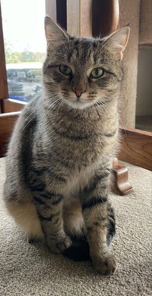Bouvier 18 mths old - Cat Care Loburn Carousel 1