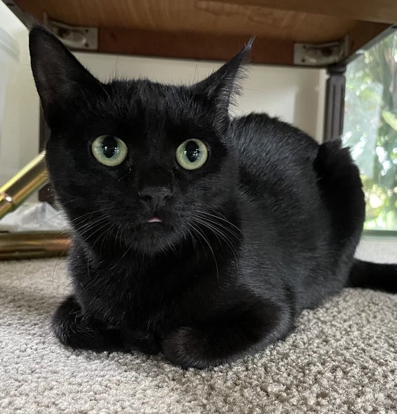 Freya 13 mths old - Cat Care Loburn Carousel 3
