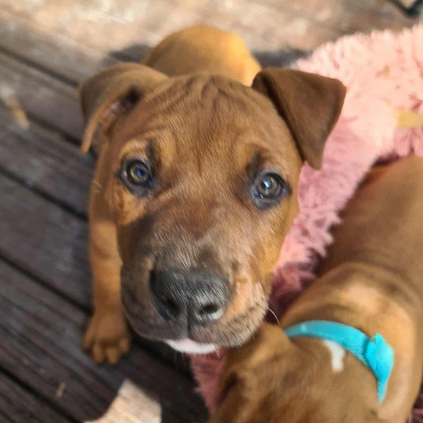 Molly - Staffi X - BOI Animal Rescue Trust Carousel 1