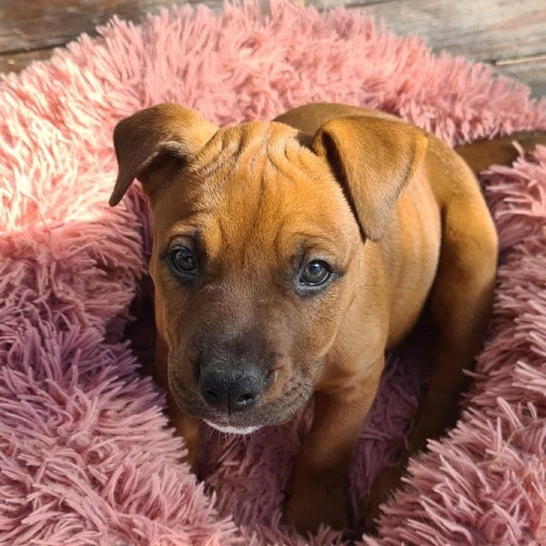 Molly - Staffi X - BOI Animal Rescue Trust Carousel 2