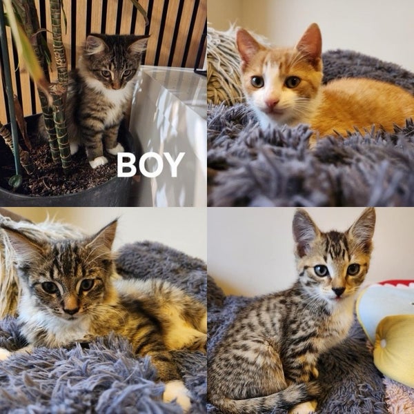 Beautiful Desexed Kittens Some Fluffy Carousel 1