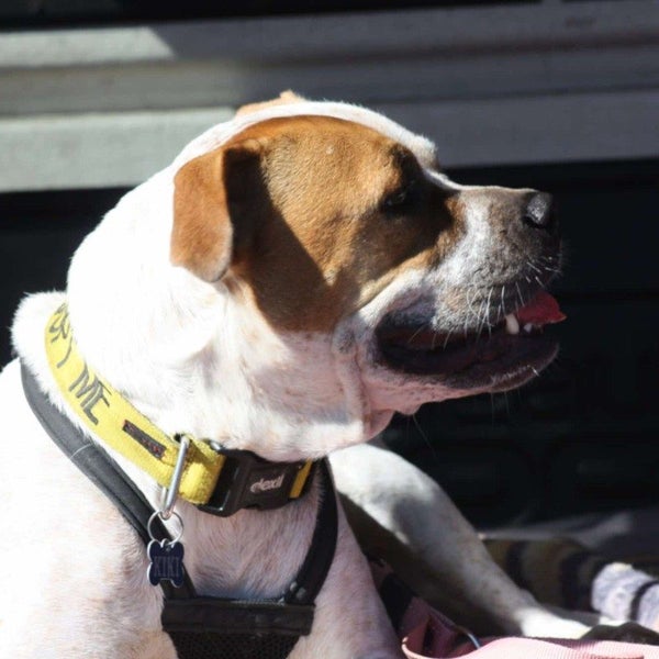 Poochi - American Bull Dog X - BOI Animal Rescue Trust Carousel 1