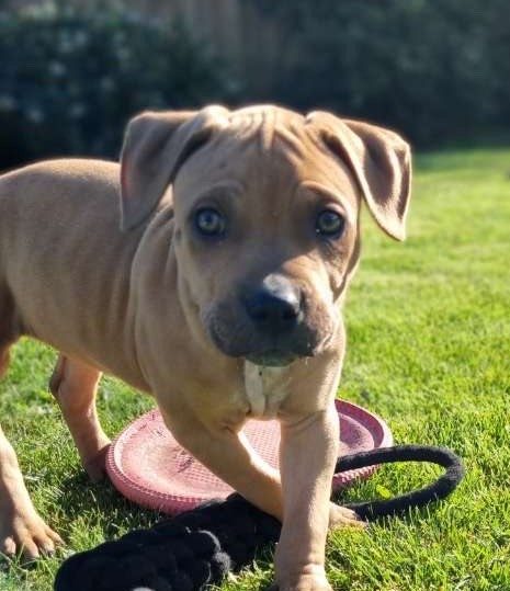 Sky - DOGWATCH dog rescue & rehoming Carousel 1