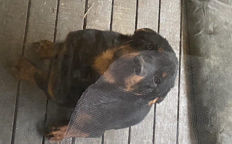 5 month old male Rottweiler Carousel 1