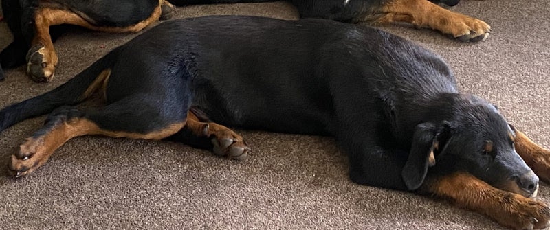 5 month old male Rottweiler Carousel 2