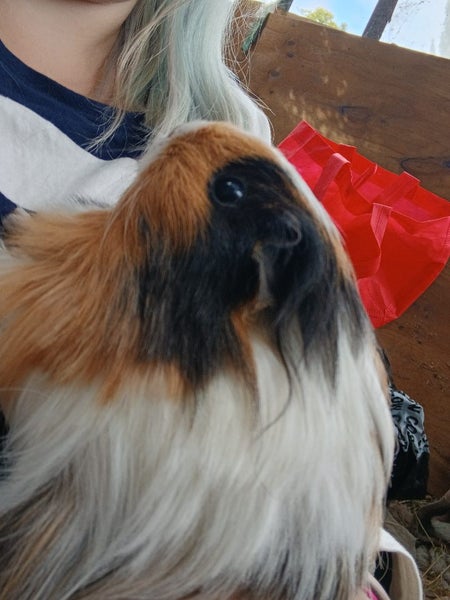 Guinea pigs ×3 Carousel 1