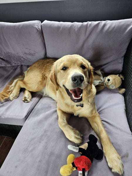 Beautiful Golden Retriever Carousel 1