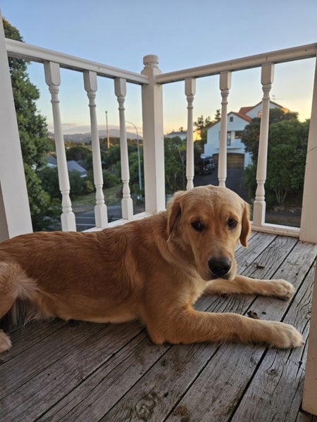 Beautiful Golden Retriever Carousel 6