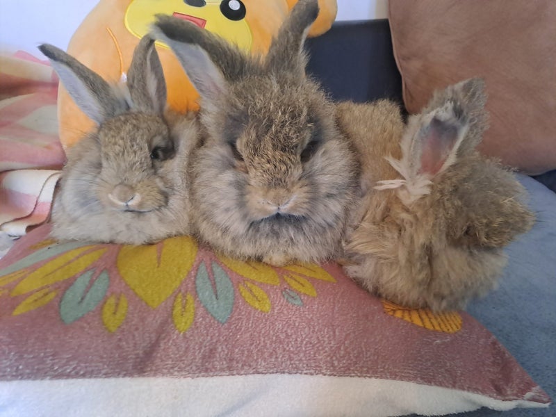 Angora Bunnies Carousel 10