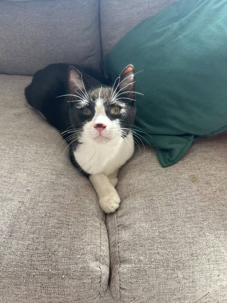 Oreo- 5-6 Months Old-Smoochy! Carousel 2