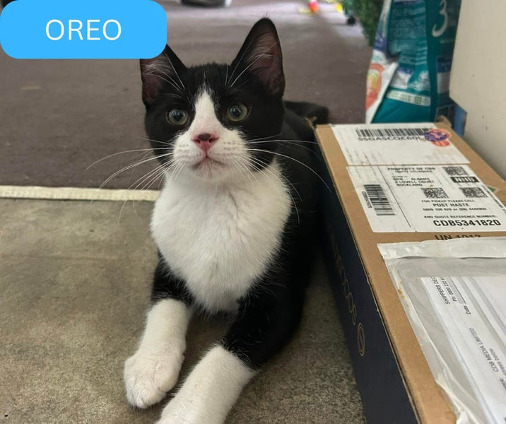 Oreo- 5-6 Months Old-Smoochy! Carousel 1