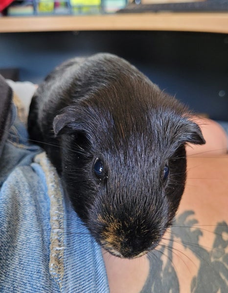 Guinea Pig Carousel 1