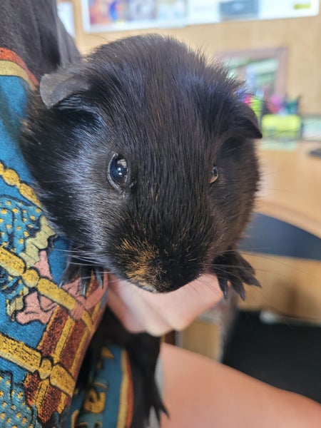 Guinea Pig Carousel 2
