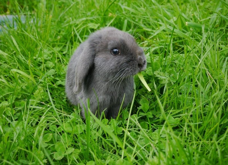 Purebred mini lop rabbit Carousel 1