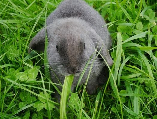 Purebred mini lop rabbit Carousel 2