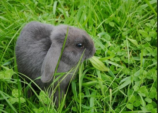 Purebred mini lop rabbit Carousel 7