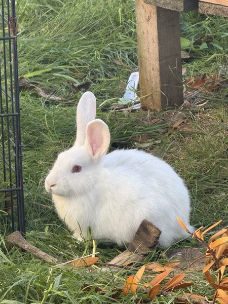 A Pair of Flemish x NZ White kittens for sale Carousel 1