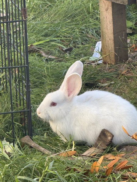 A Pair of Flemish x NZ White kittens for sale Carousel 5
