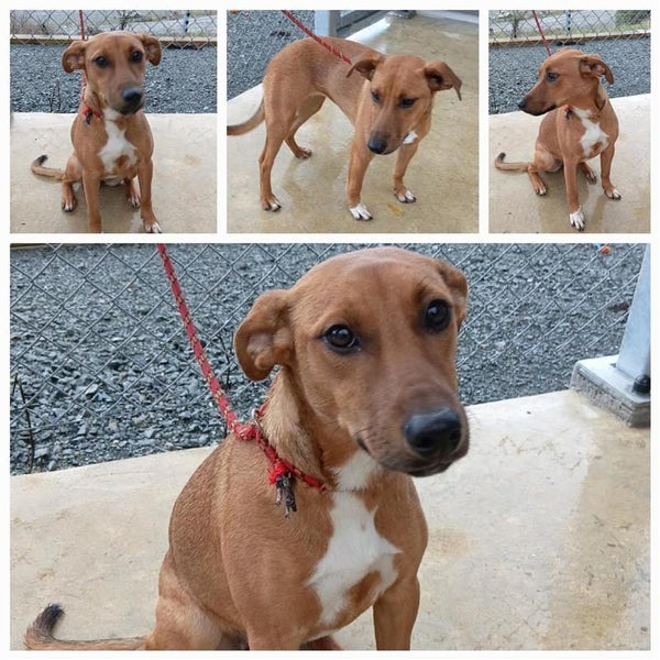 Gypsy Rose *Whangarei Animal Management* Carousel 1