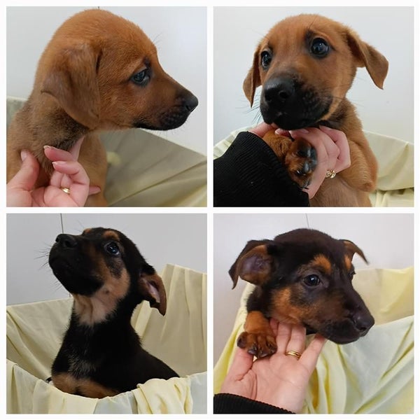 The "J" Litter *Whangarei Animal Management* Carousel 1