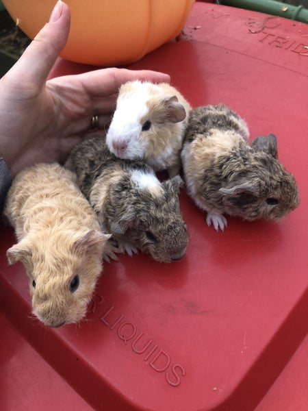 Guinea Pigs Carousel 1