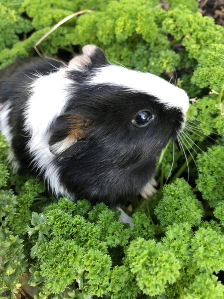 Guinea Pigs Carousel 8