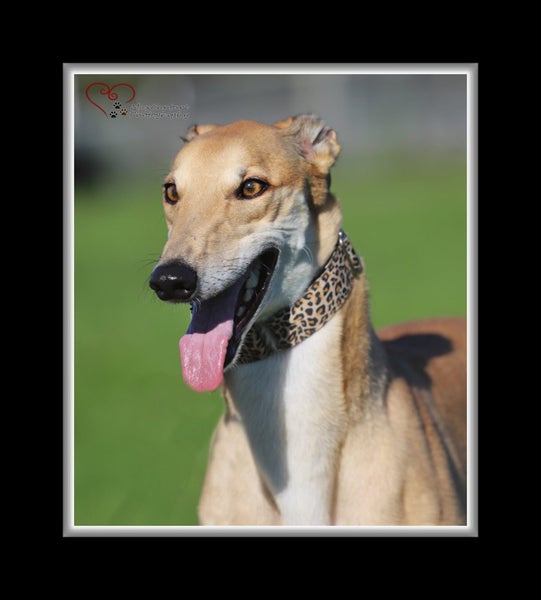 Louie - Gentle Greyhound with the softest eyes Carousel 2