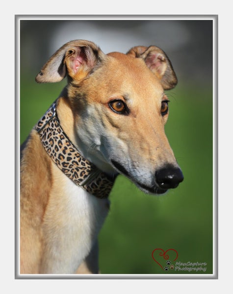 Louie - Gentle Greyhound with the softest eyes Carousel 1