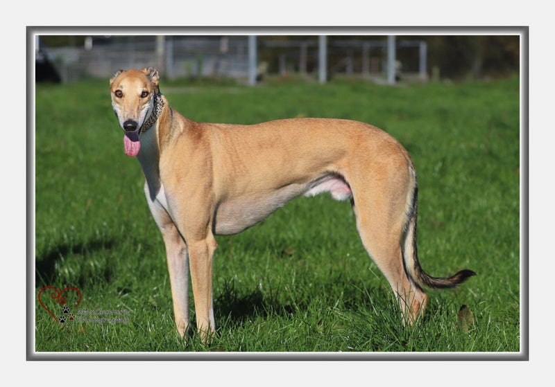 Louie - Gentle Greyhound with the softest eyes Carousel 2