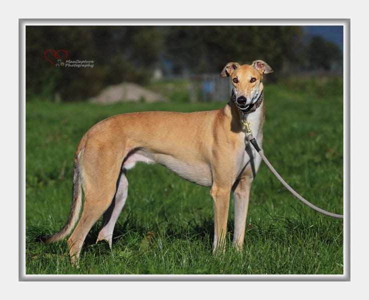Louie - Gentle Greyhound with the softest eyes Carousel 1